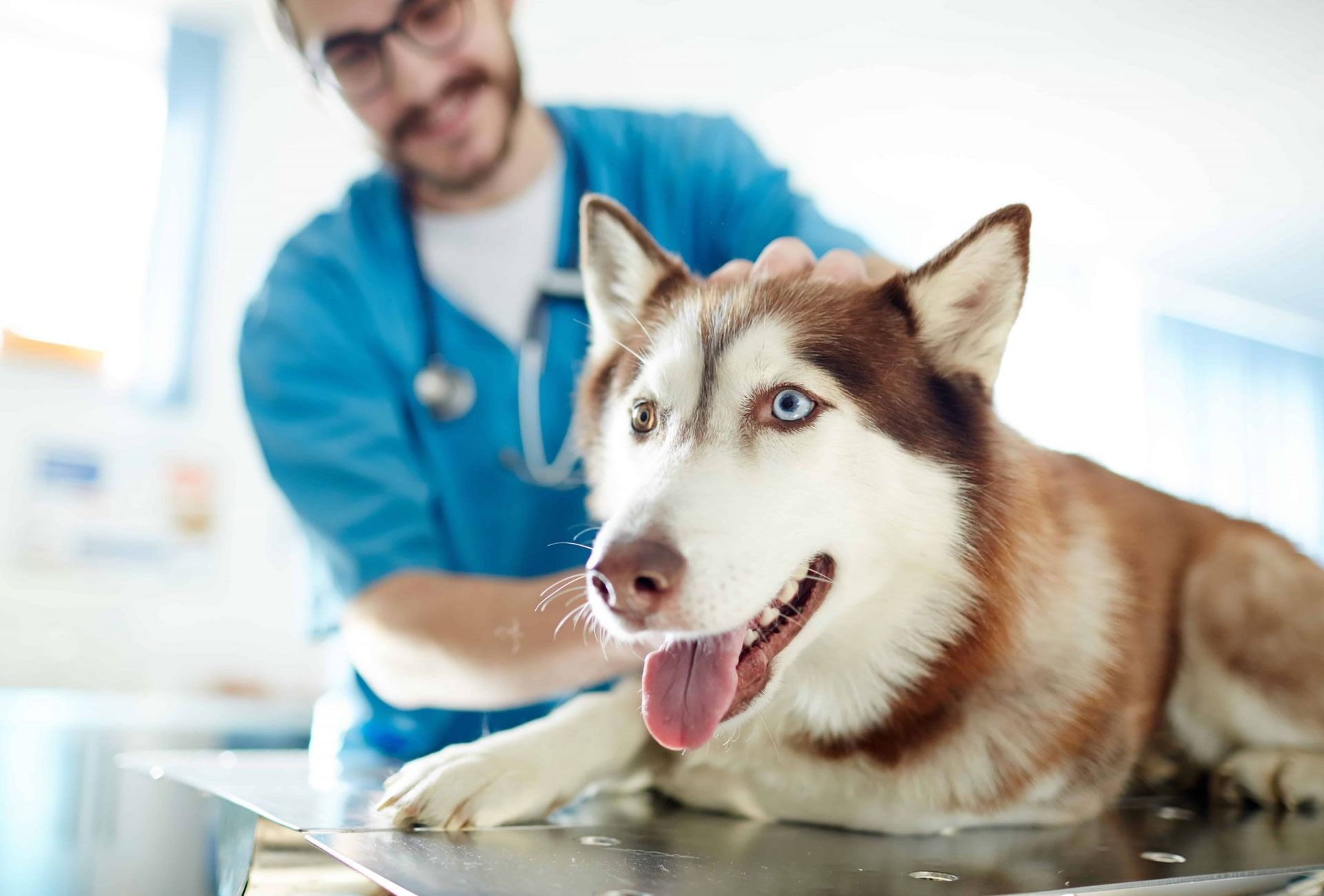 Un perro husky está acostado en una mesa mientras un veterinario lo examina.