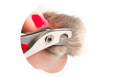 Una persona está cortando las uñas de un gato con unas tijeras.