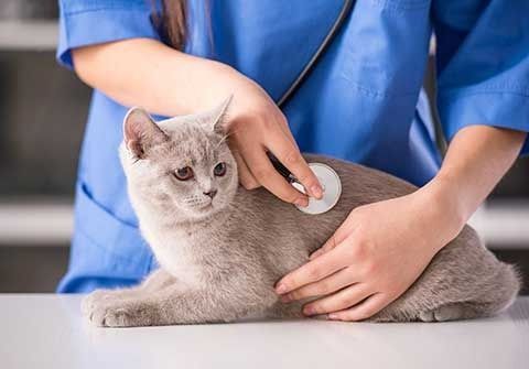 Un veterinario está examinando un gato con un estetoscopio.