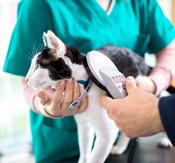 Un veterinario está examinando un gato blanco y negro.