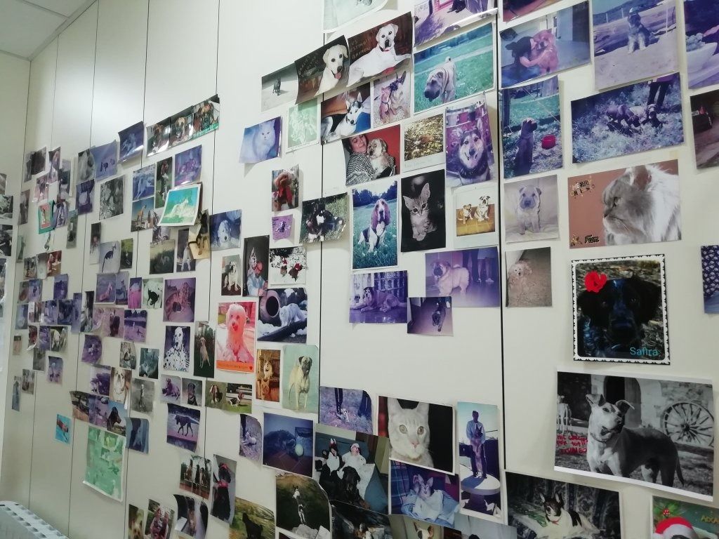 Una pared cubierta de fotos de perros y gatos