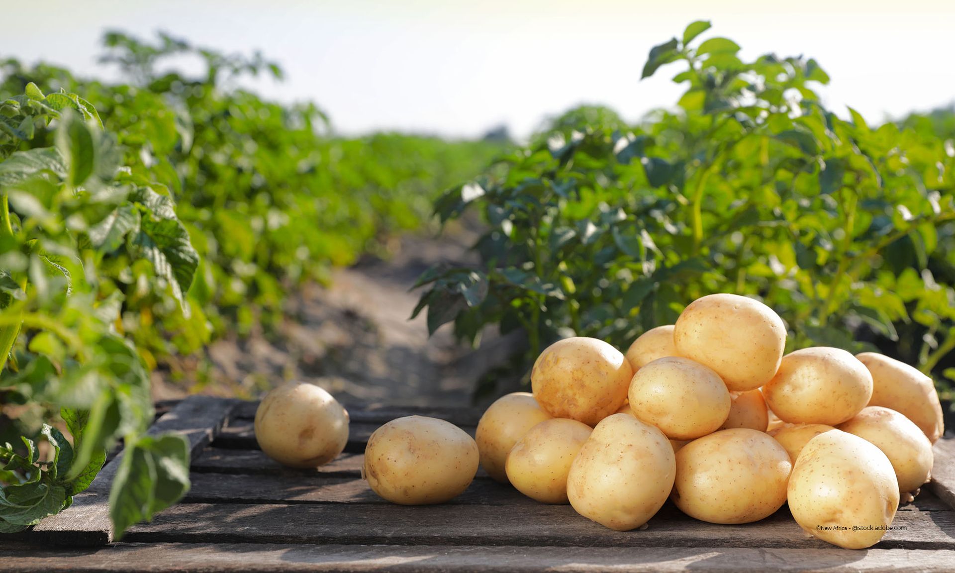 frische Kartoffeln vom Feld