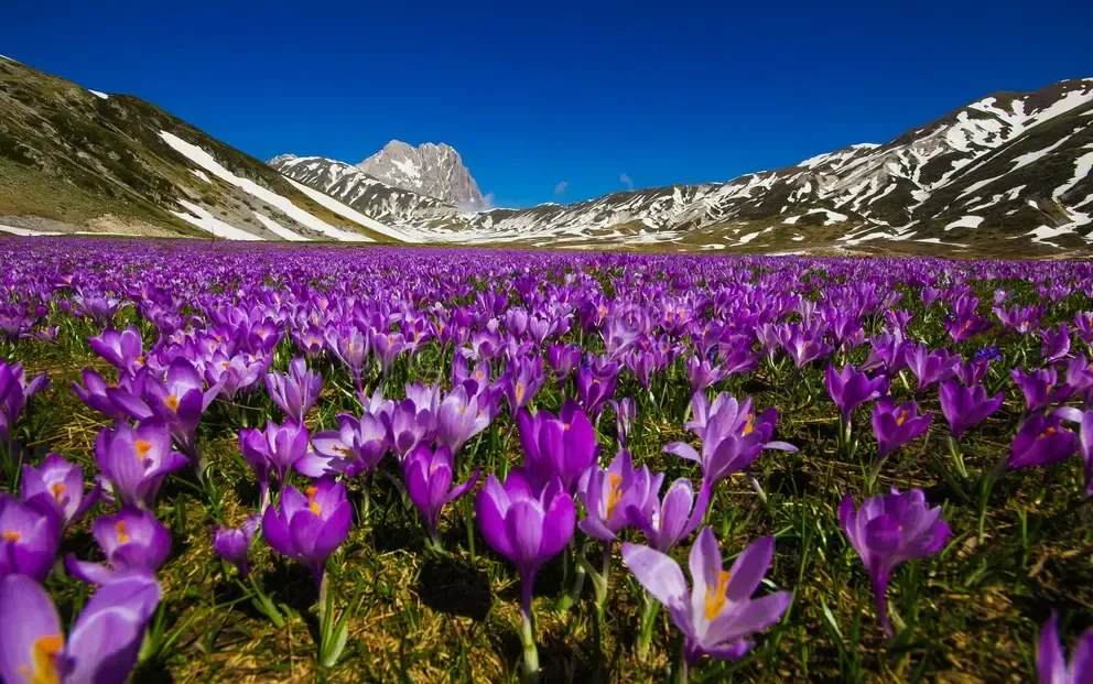 Flowers at Campo Imperatore