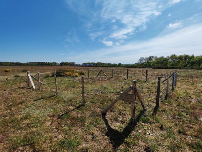 Chemin de gravier boisé serpentant à travers une forêt verdoyante baignée d'une lumière tachetée.