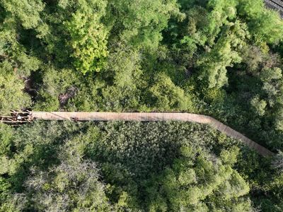 Vue aérienne d'une passerelle en bois traversant la dense canopée d'une forêt verdoyante.