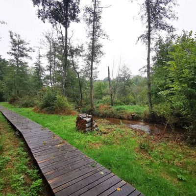 Passerelle en bois traversant une zone humide verdoyante et pluvieuse, parsemée d'arbres et traversée par un petit ruisseau.
