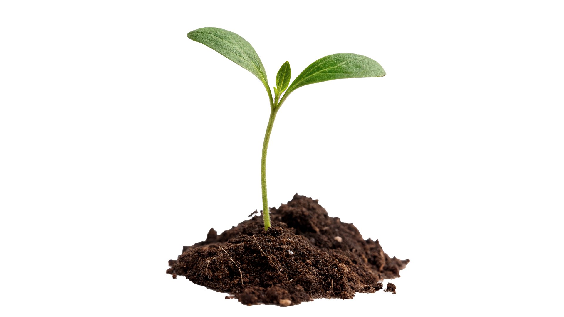 Petite plantule verte poussant sur un monticule de terre sombre, sur fond blanc.