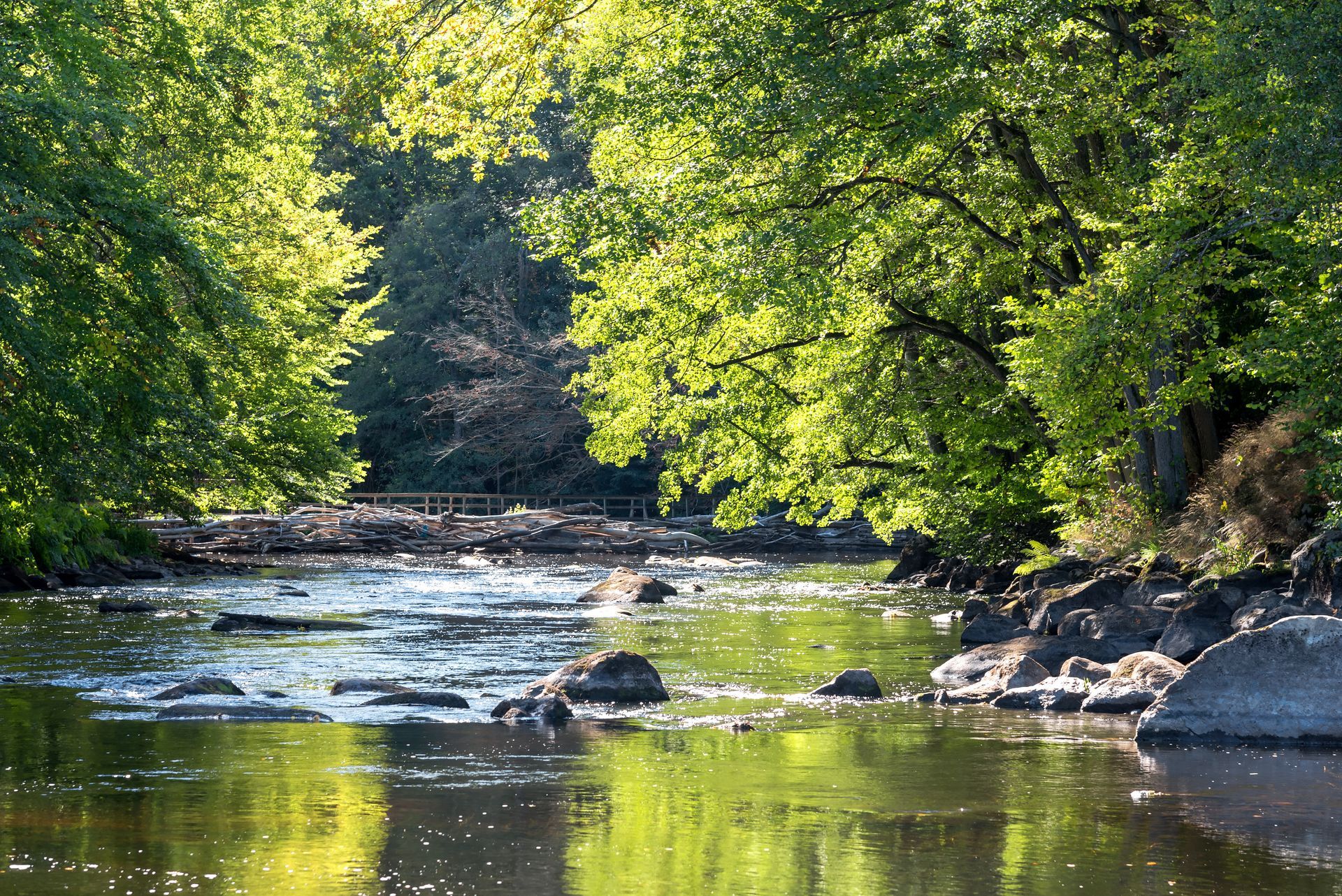 Rivière ensoleillée serpentant à travers une forêt verdoyante bordée de rochers.
