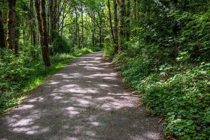 Chemin de gravier boisé serpentant à travers une forêt verdoyante baignée d'une lumière tachetée.
