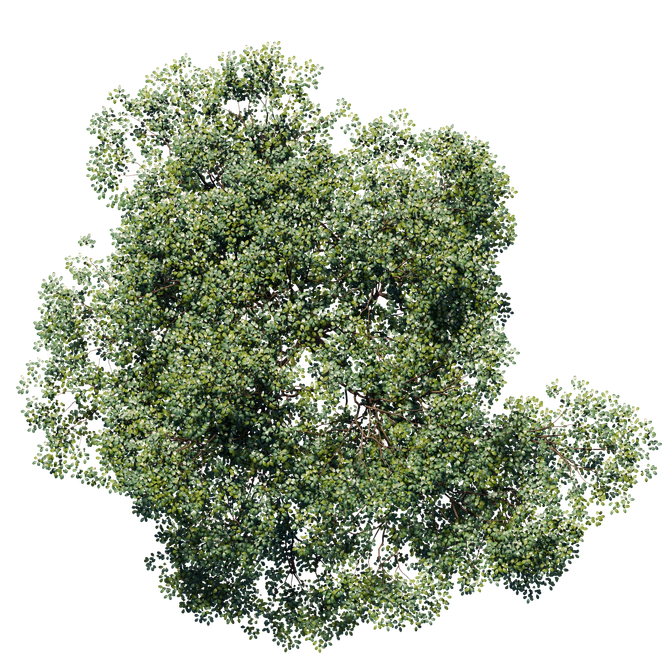 Canopée d'arbres dense et verte isolée sur fond blanc