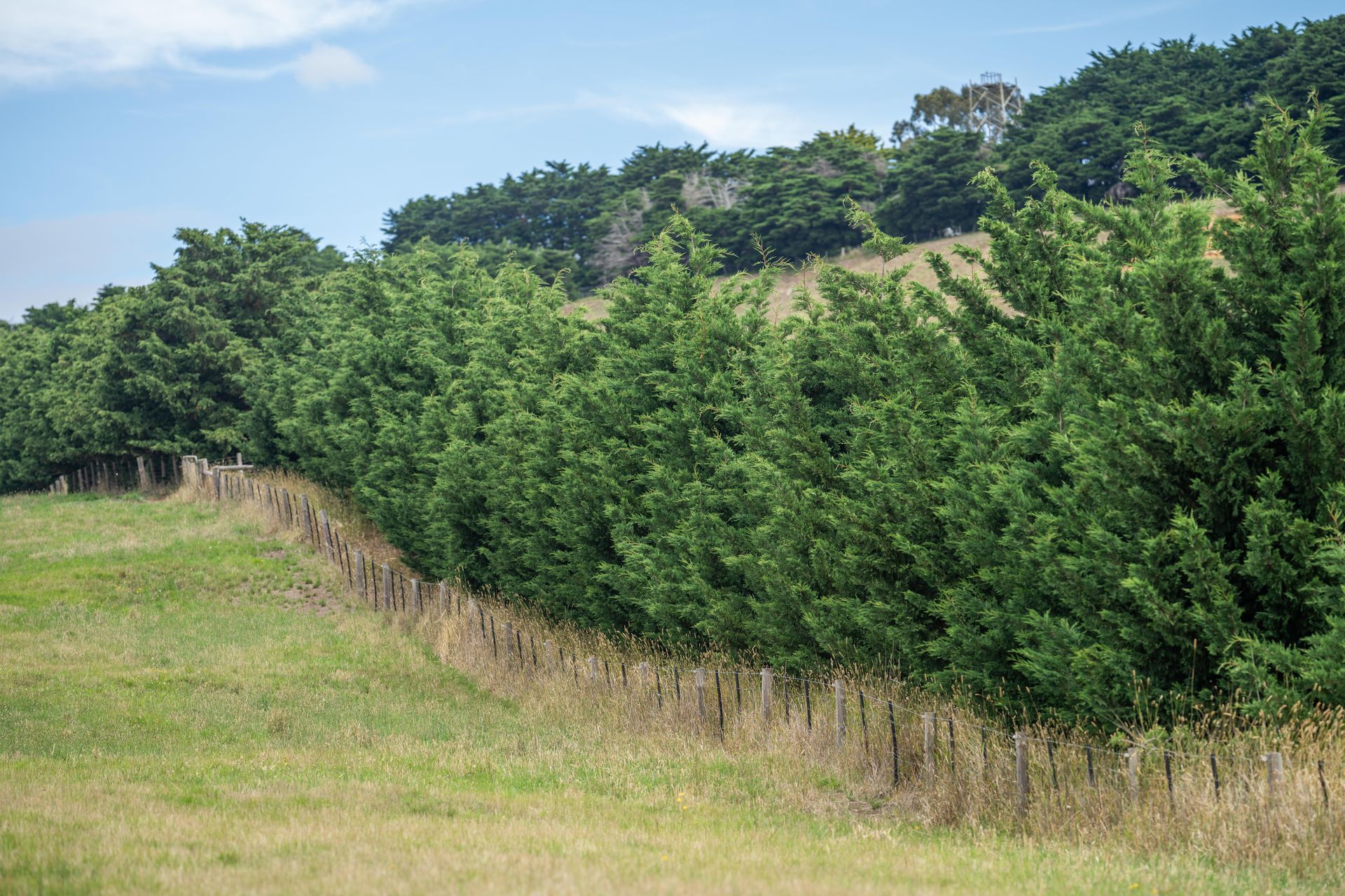 Haie verte bordant un champ herbeux au pied d'une colline boisée, sous un ciel bleu.