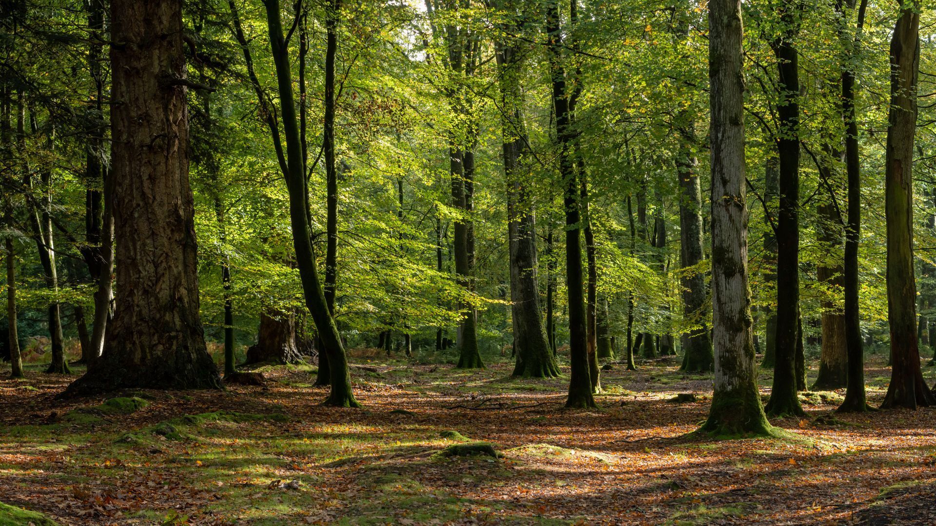 Forêt ensoleillée avec de grands arbres et un feuillage vert le long d'un chemin jonché de feuilles