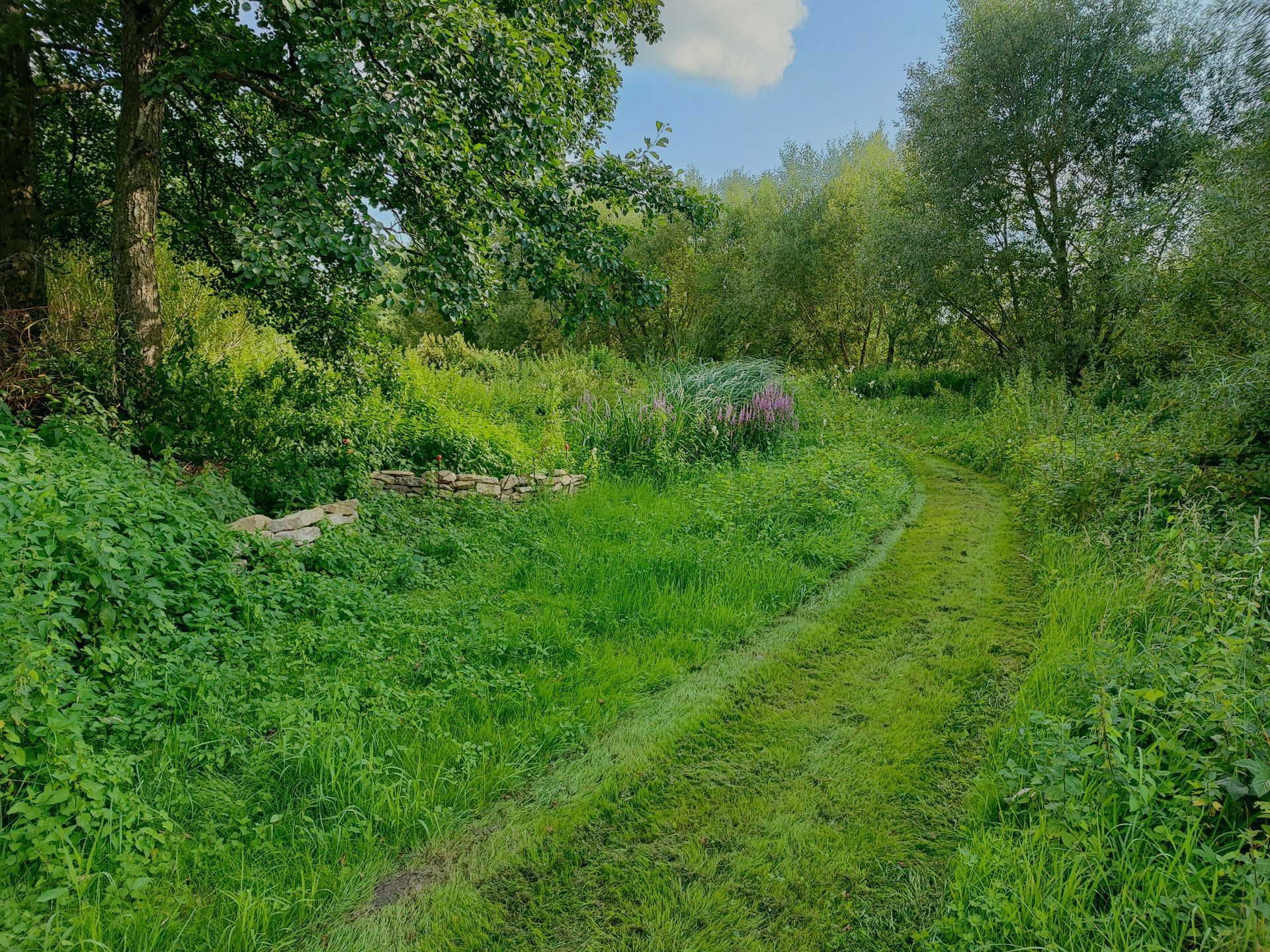 Un chemin herbeux serpente à travers une prairie verdoyante et luxuriante, parsemée d'arbres et de fleurs sauvages, sous un ciel éclatant.