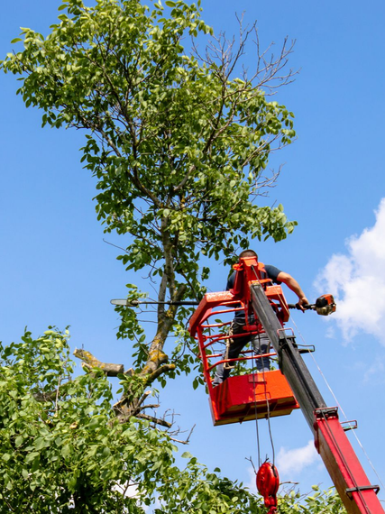 Un ouvrier, dans une nacelle rouge, élague un grand arbre sur fond de ciel bleu.