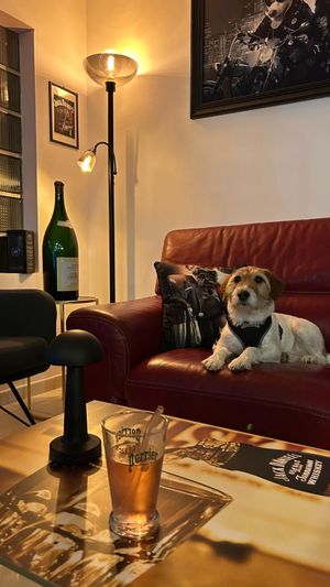 Un chien sur un canapé.