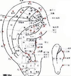 Uno schema dell'orecchio di una persona con molti punti su di esso.