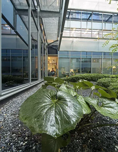 Una planta está creciendo en un patio frente a un edificio.