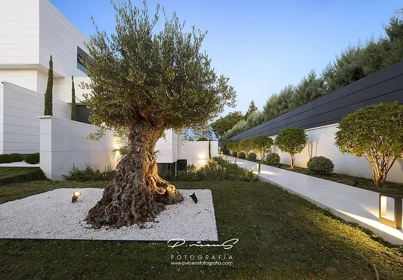 Un gran árbol está en medio de un exuberante patio verde.