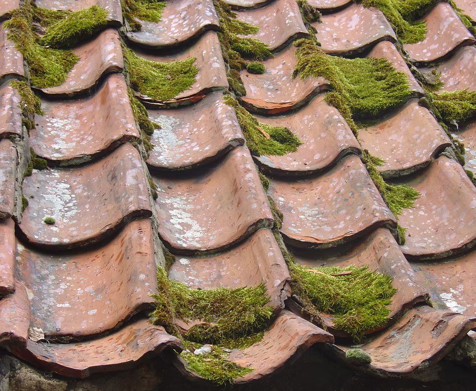 Entretien & démoussage