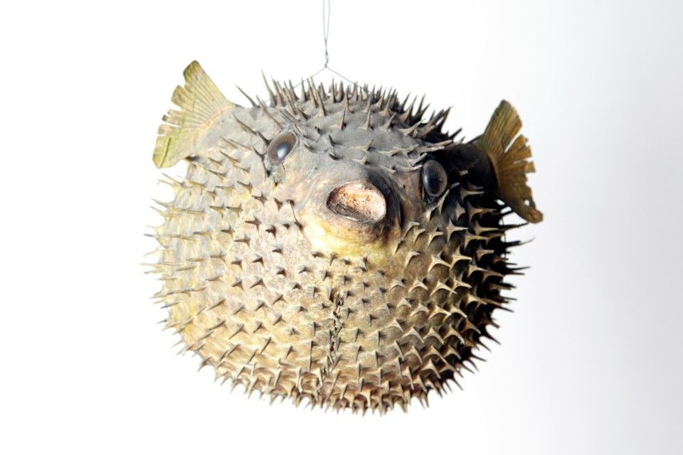Getrocknete, stachelige Kugelfische, die vor einem weissen Hintergrund in der Luft schweben.