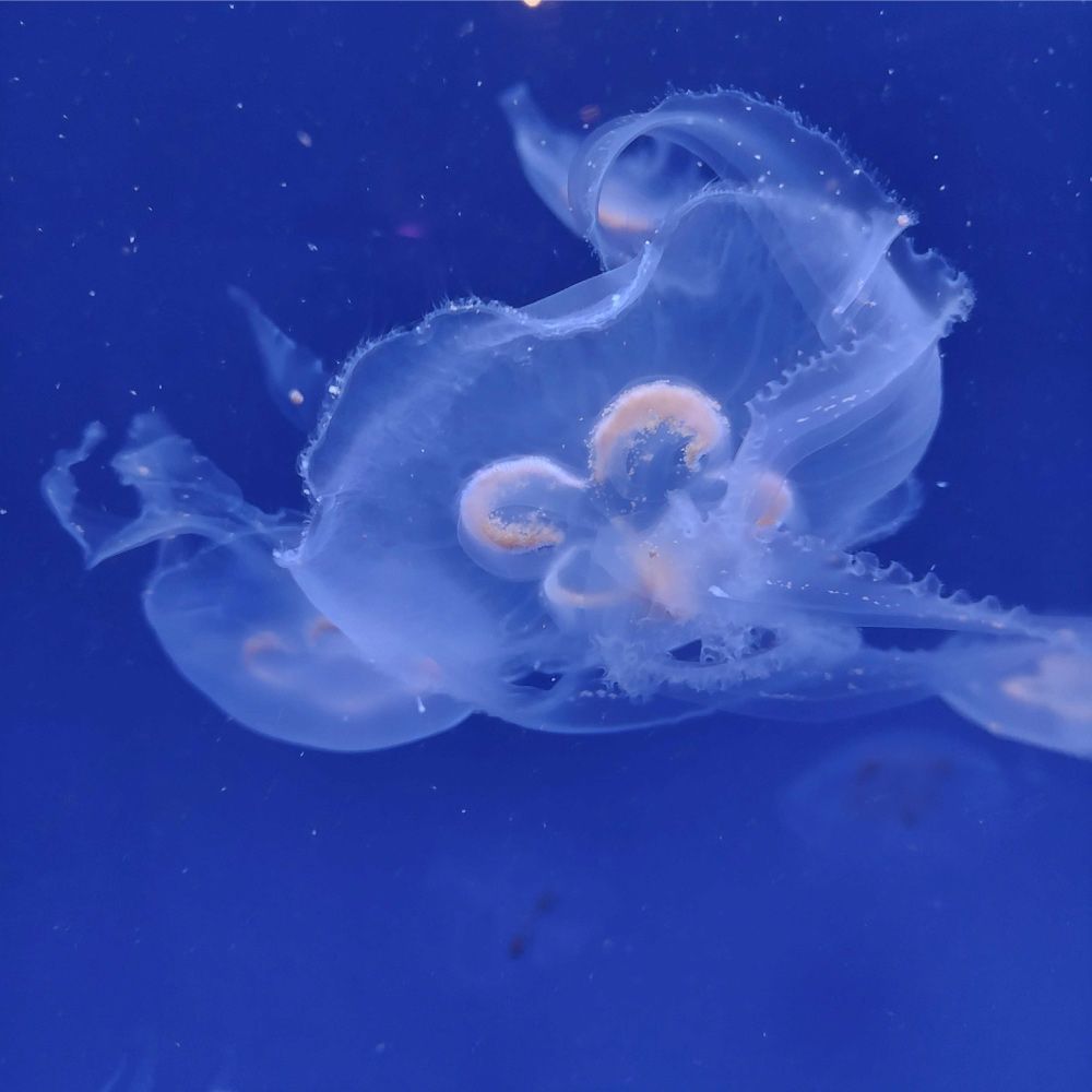 Medusas en tonos azules nadando bajo el agua. Cuerpos transparentes con detalles sutiles.