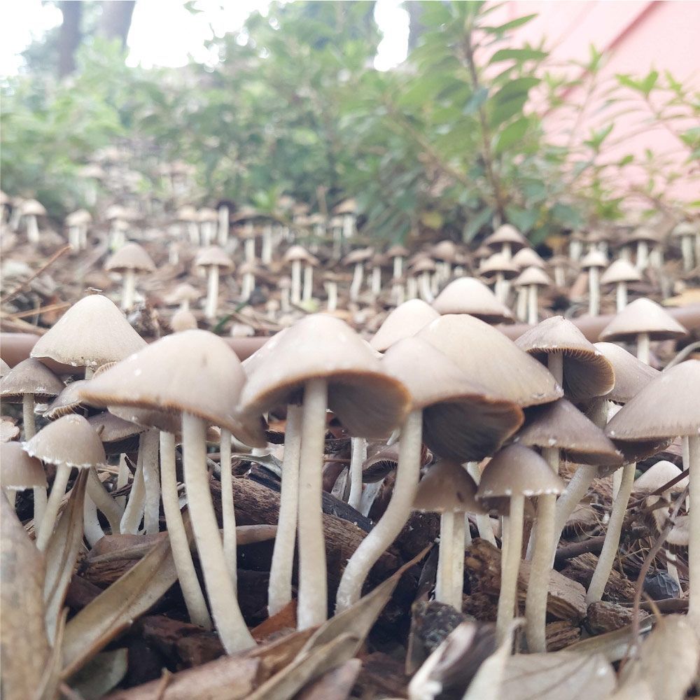 Grupo de pequeños hongos grises con tallos blancos que crecen sobre la hojarasca de un bosque.