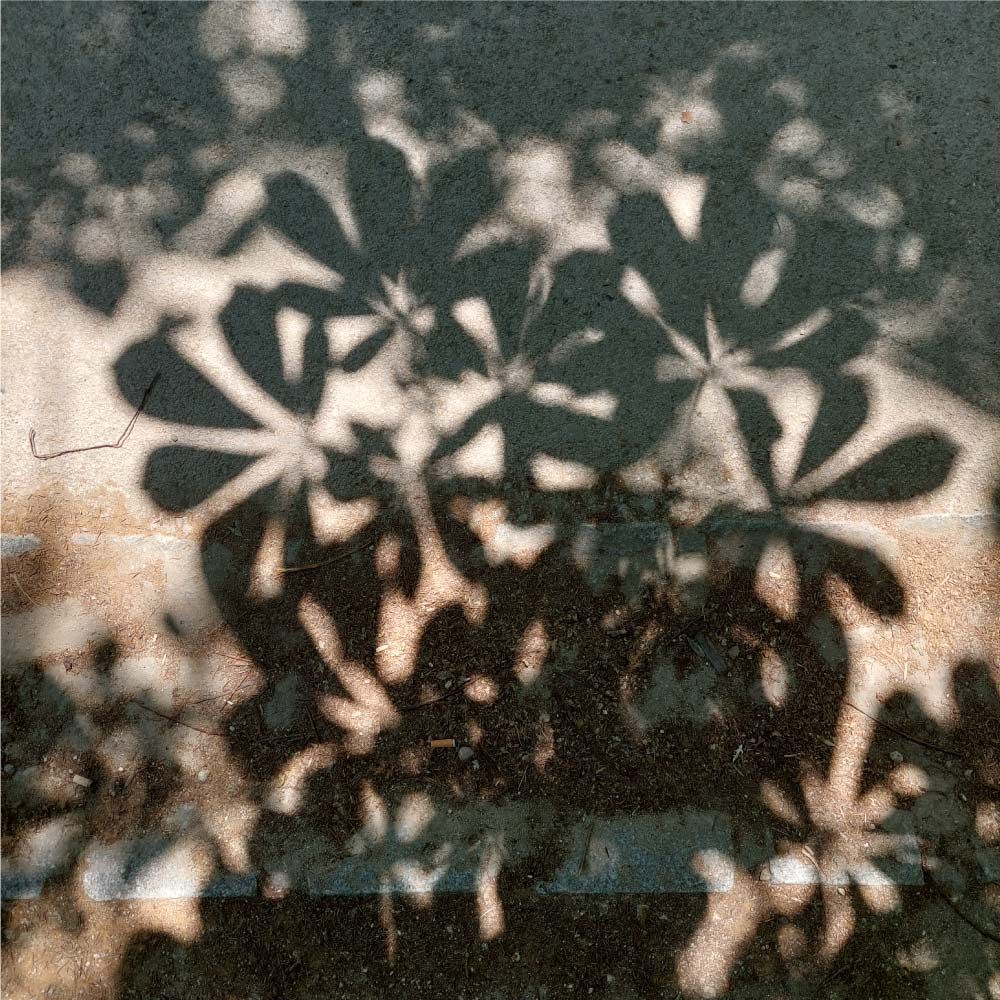 Sombras de hojas sobre una superficie moteada.