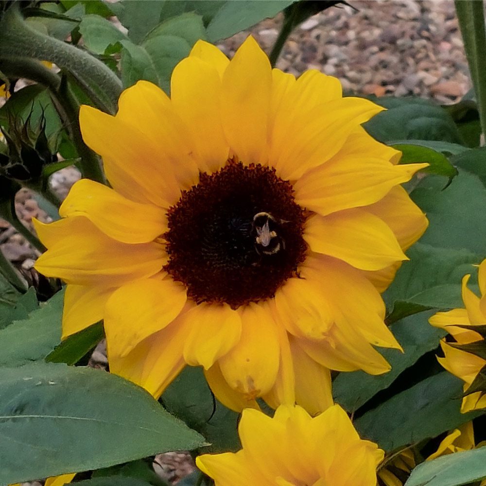 Girasol amarillo con un centro de color marrón oscuro, una abeja anidada en el interior.