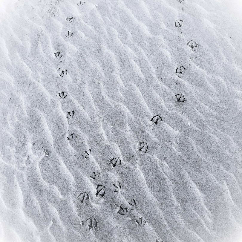 Huellas de pájaros en la arena blanca ondulada.