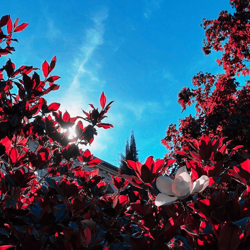 Hojas rojas y flores blancas contra un cielo azul vibrante. El sol se asoma entre el follaje.
