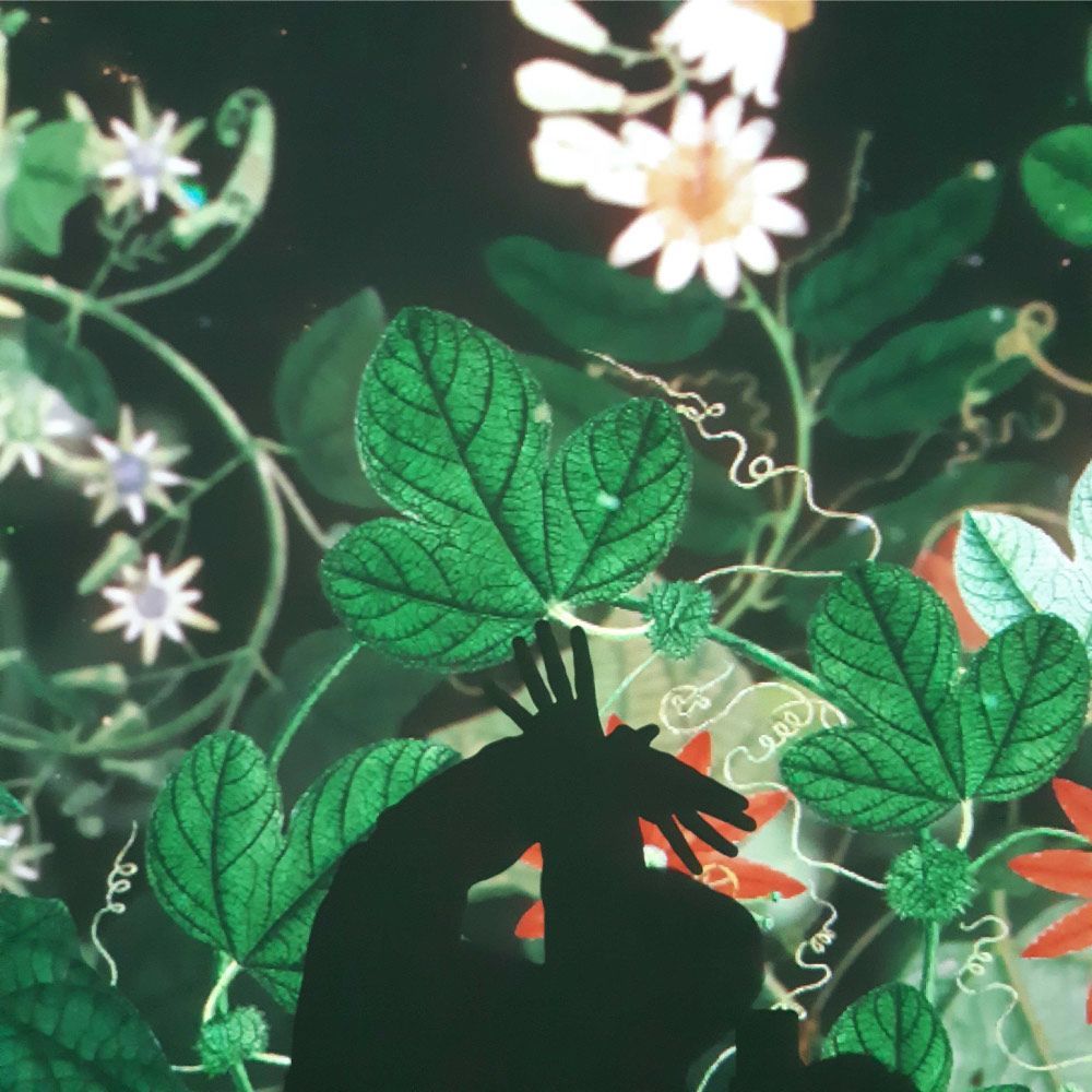 Silueta de las manos de una persona cerca de exuberantes hojas verdes y flores blancas, sobre un fondo oscuro.