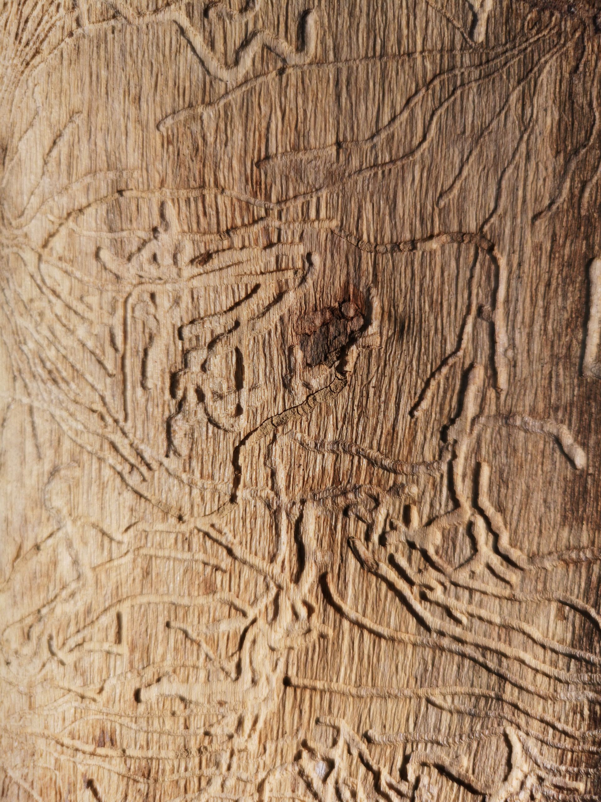 Dégâts causés par des insectes xylophages