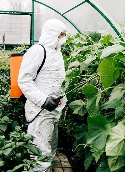 Un hombre con un traje de protección está rociando plantas en un invernadero.