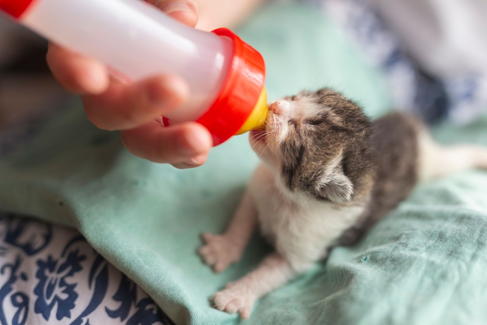 Main qui alimente un chaton avec un biberon de lait