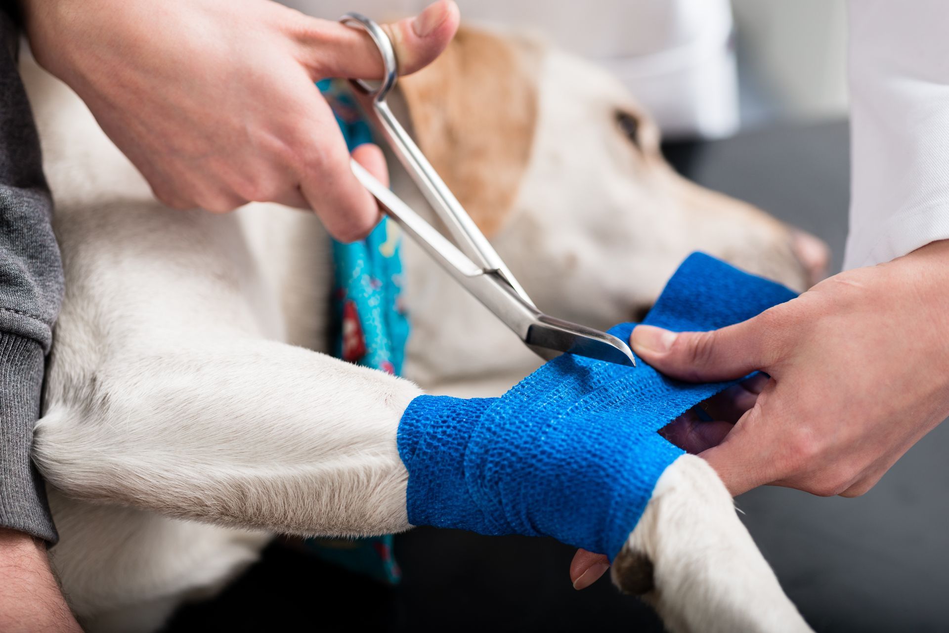 Main qui coupe une bande de pansement bleu sur la patte d'un chien