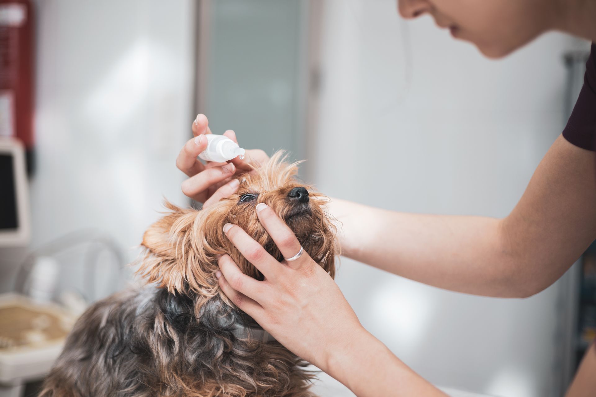 Femme qui met des gouttes dans les yeux d'un chien