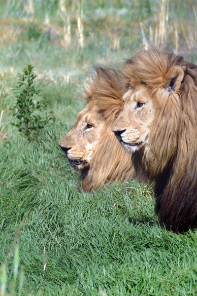 Photo: Thomas Prinz Löwen