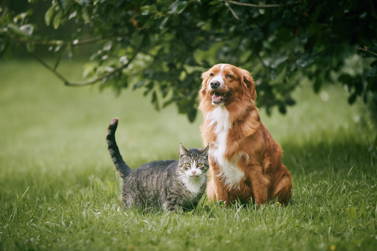 Un chien brun et blanc assis dans les hautes herbes à côté d'un chat tigré la queue dressée, à l'extérieur, sous un arbre.