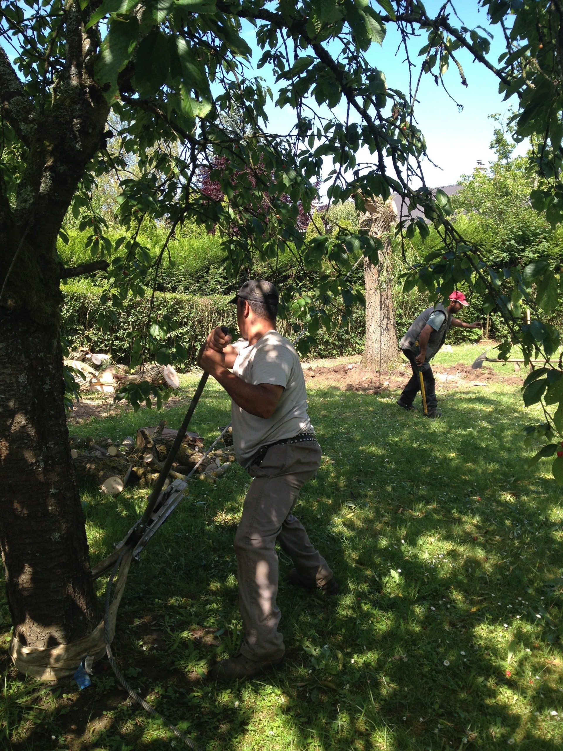 Dessouchage d'un arbre