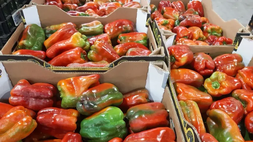 Cajas repletas de pimientos de colores, desde el verde al rojo.