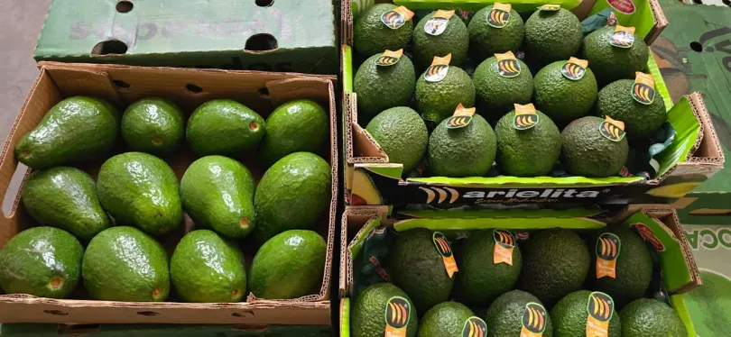 Cajas de aguacates verdes frescos.