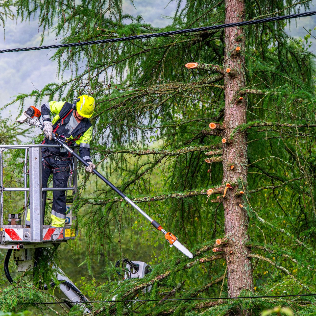 Un arboriste, dans une nacelle élévatrice, élague un grand arbre près des lignes électriques à l'aide d'une scie à perche.