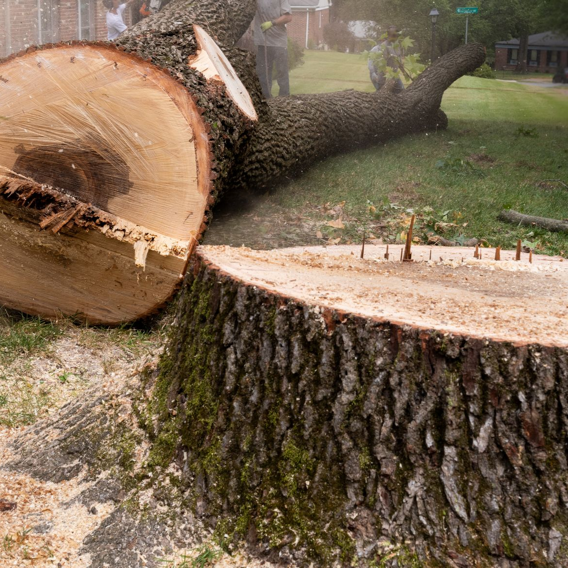Souche d'un grand arbre abattu sur une pelouse, sciure et partie du tronc visibles.