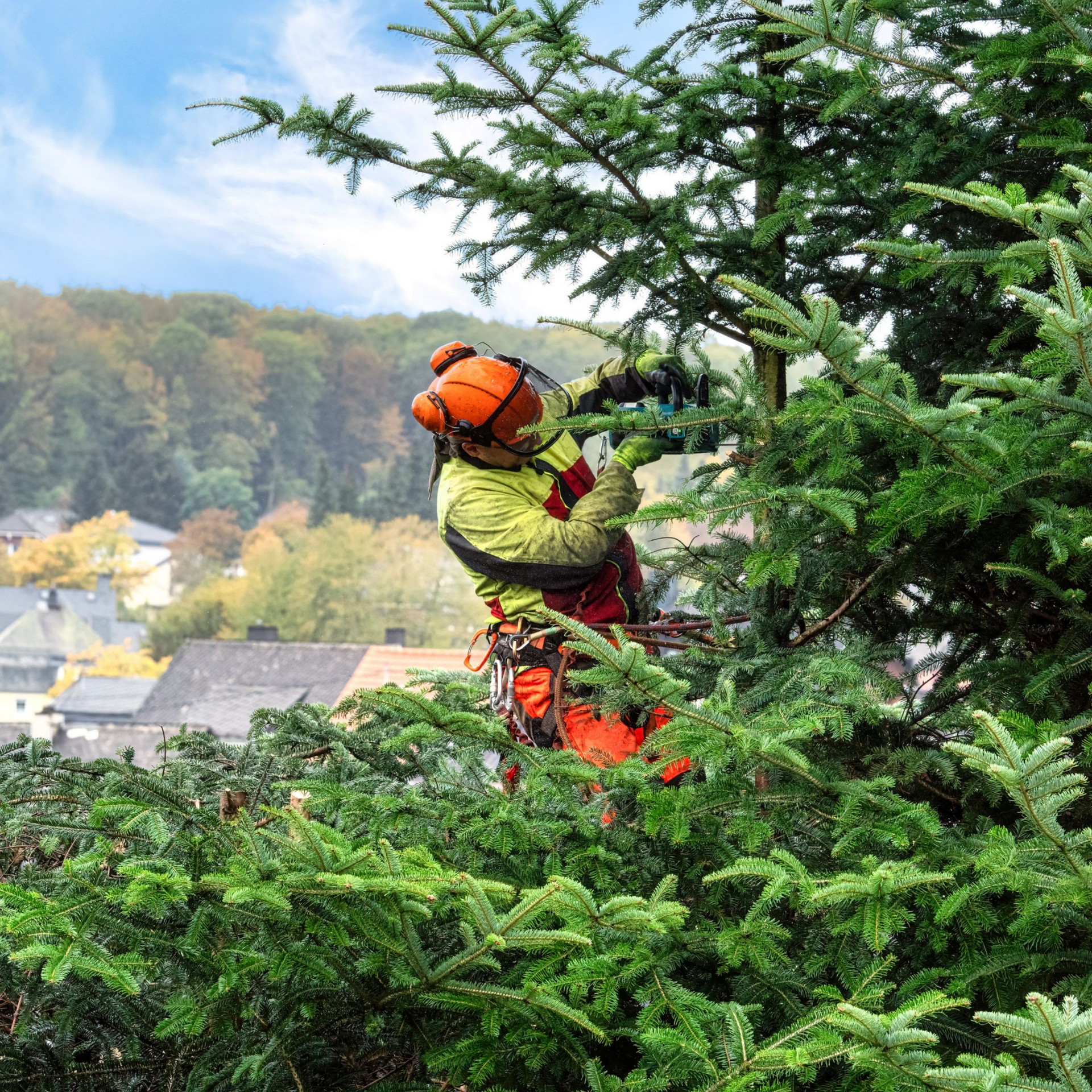 Un arboriste en tenue de sécurité utilise une tronçonneuse pour tailler un grand conifère, avec la ville en arrière-plan.