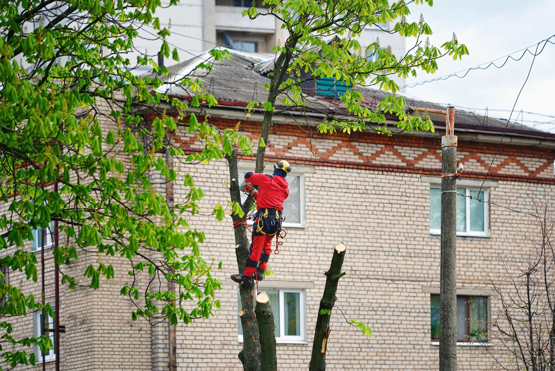 Un arboriste en costume rouge élague un arbre près d'un bâtiment en briques.
