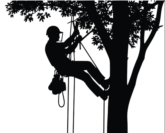 Silhouette d'une personne portant un harnais de sécurité, en train d'élaguer un arbre ; tenant des cordes, portant un casque de chantier.