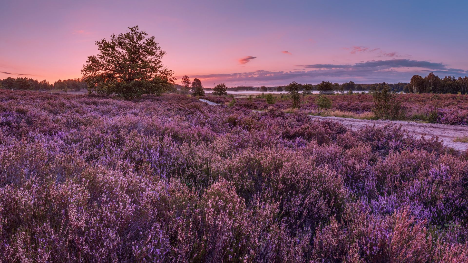 Lila Heidefeld in der Abenddämmerung mit Baumsilhouetten und einem farbenfrohen Himmel.