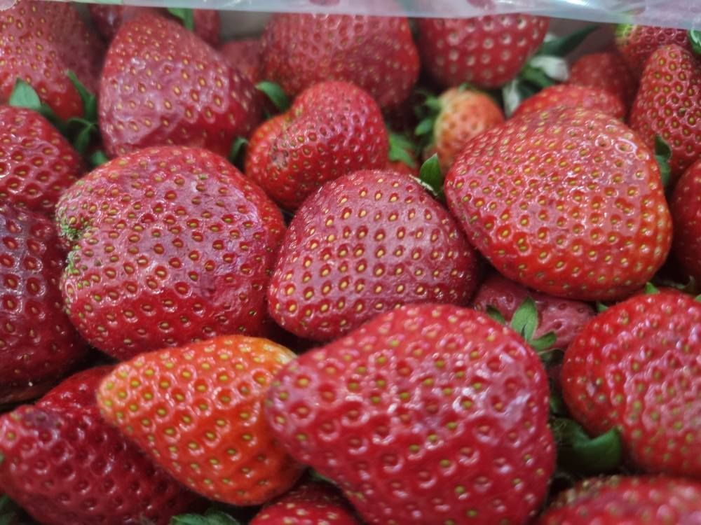 Primer plano de un montón de fresas rojas y maduras, apiladas en un recipiente de plástico transparente.
