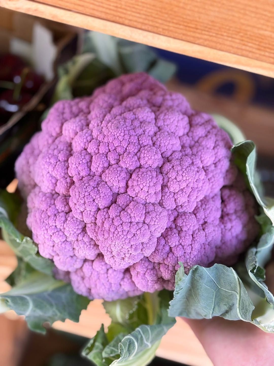 Una cabeza de coliflor de color púrpura intenso con hojas verdes sostenida en una mano.
