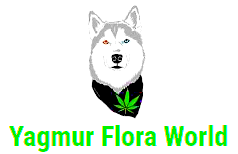 Logo von Yagmur Flora World